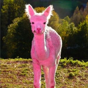 Meet your Posher, Elsa